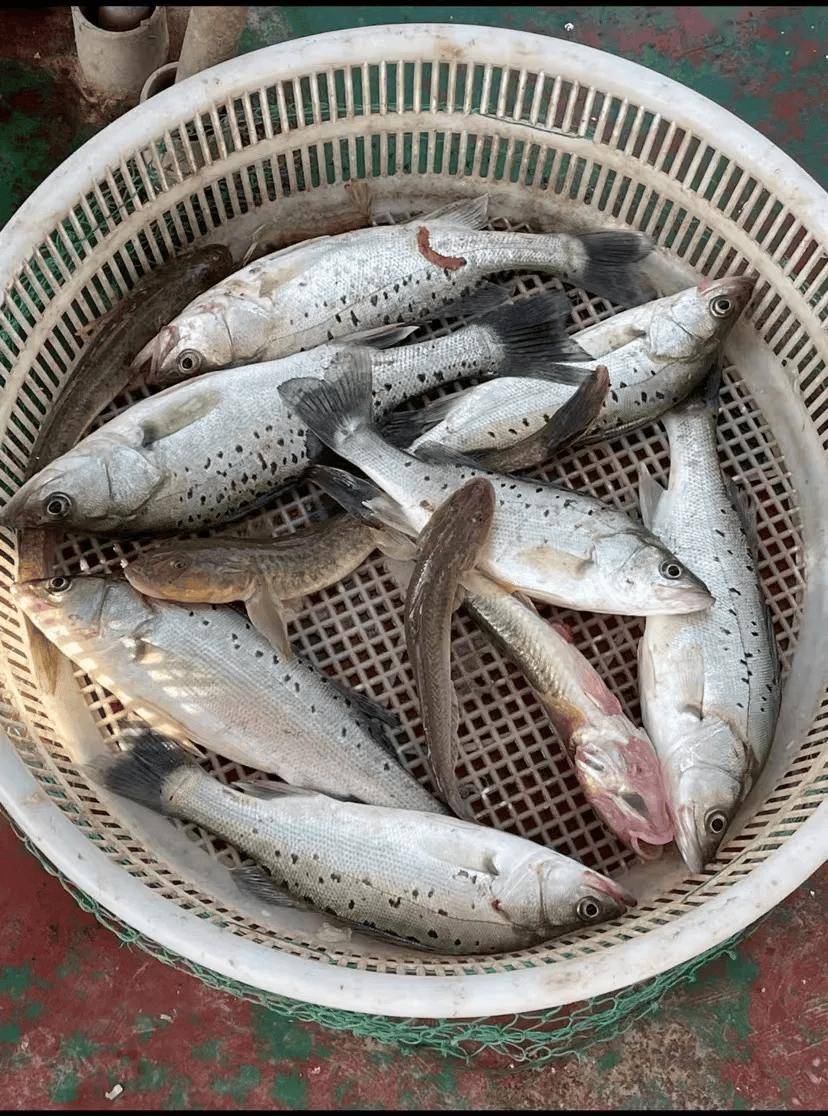 东营港海钓鱼种(海钓公认十款最好鱼饵) 东营港海钓鱼种(海钓公认十款最好鱼饵)