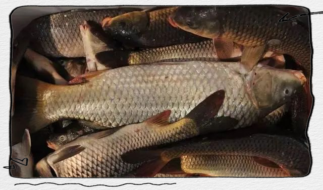 垂钓黑坑偷驴技巧(黑坑偷驴的正确钓法) 垂钓黑坑偷驴技巧(黑坑偷驴的正确钓法)