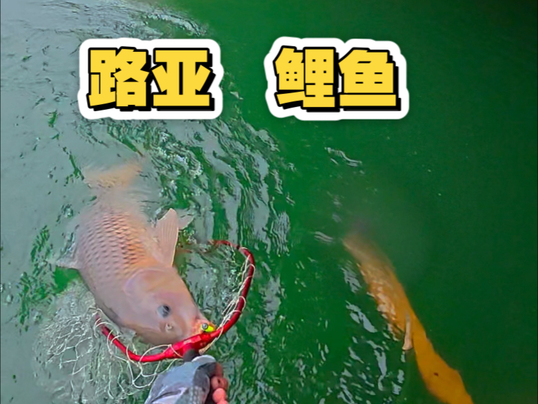 路亚钓鲤鱼(路亚钓鲤鱼最厉害三个品种)