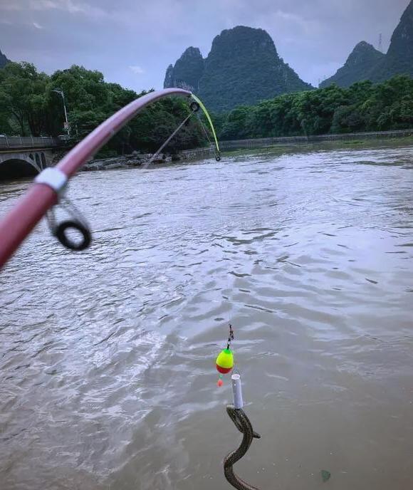 夏季钓鱼防蛇技巧(夏季钓鱼防蛇技巧和方法) 夏季钓鱼防蛇技巧(夏季钓鱼防蛇技巧和方法)