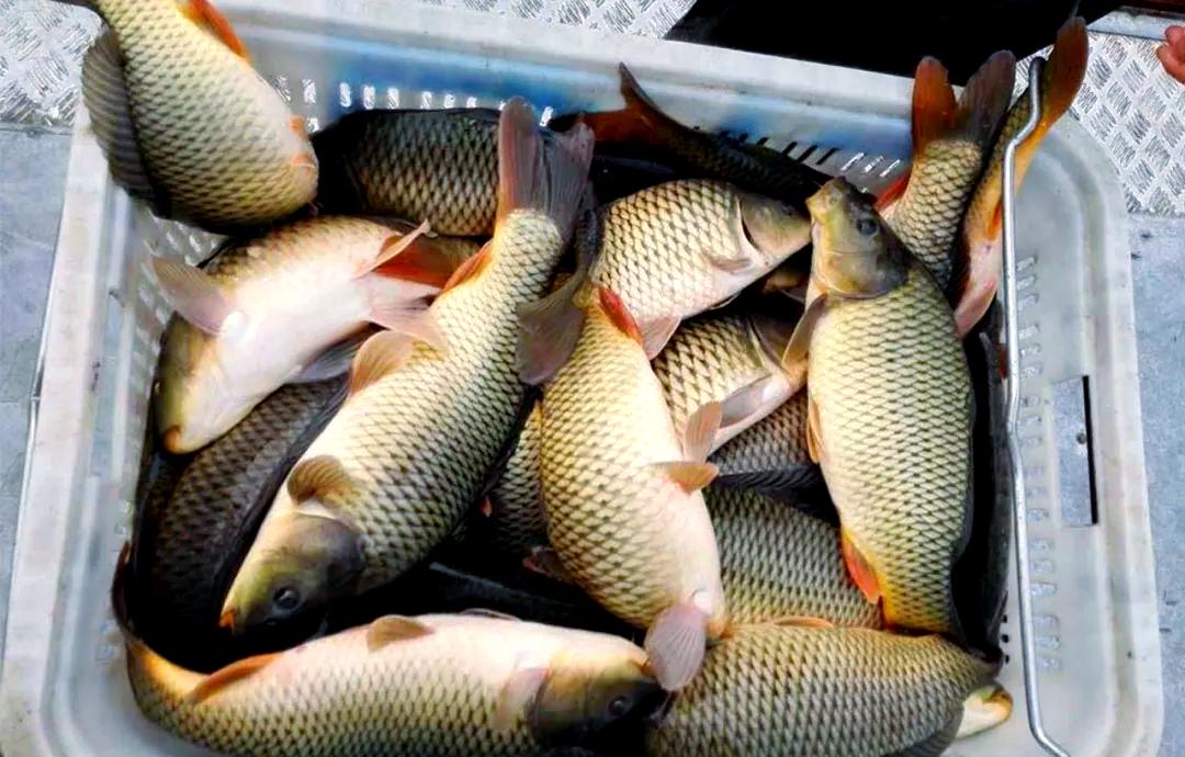 春季水库钓大鲤鱼技巧(春季水库野钓鲤鱼经典饵料配方)