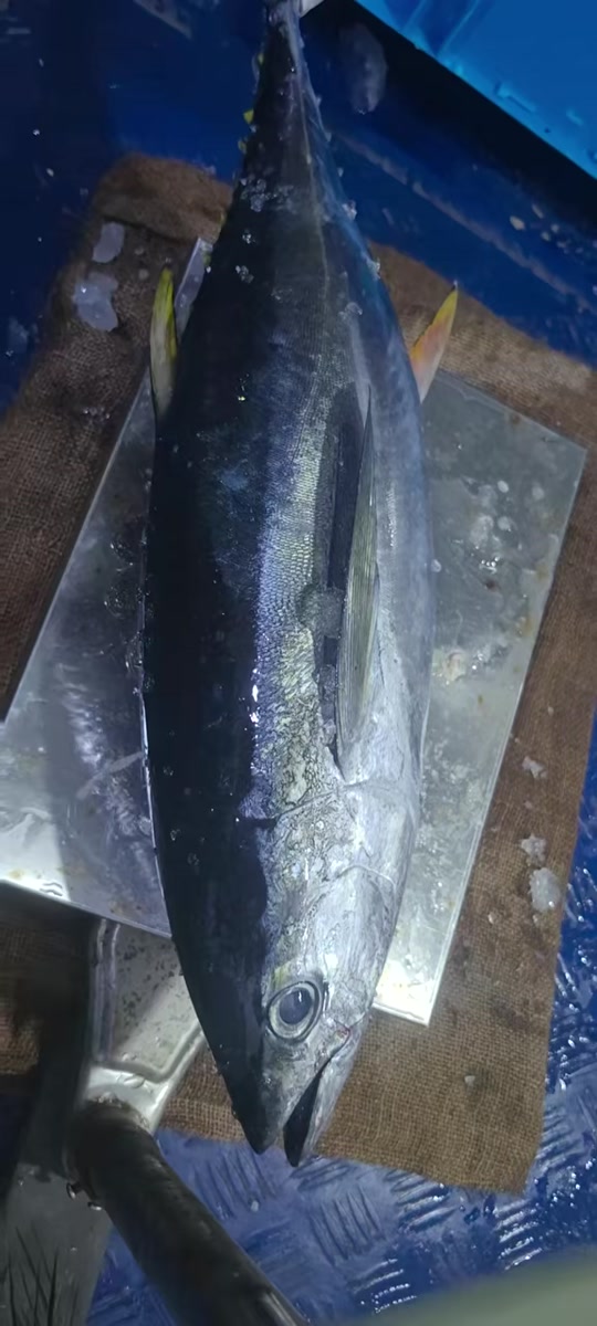 用什么鱼肉可以海钓(用什么鱼肉可以海钓鱼)