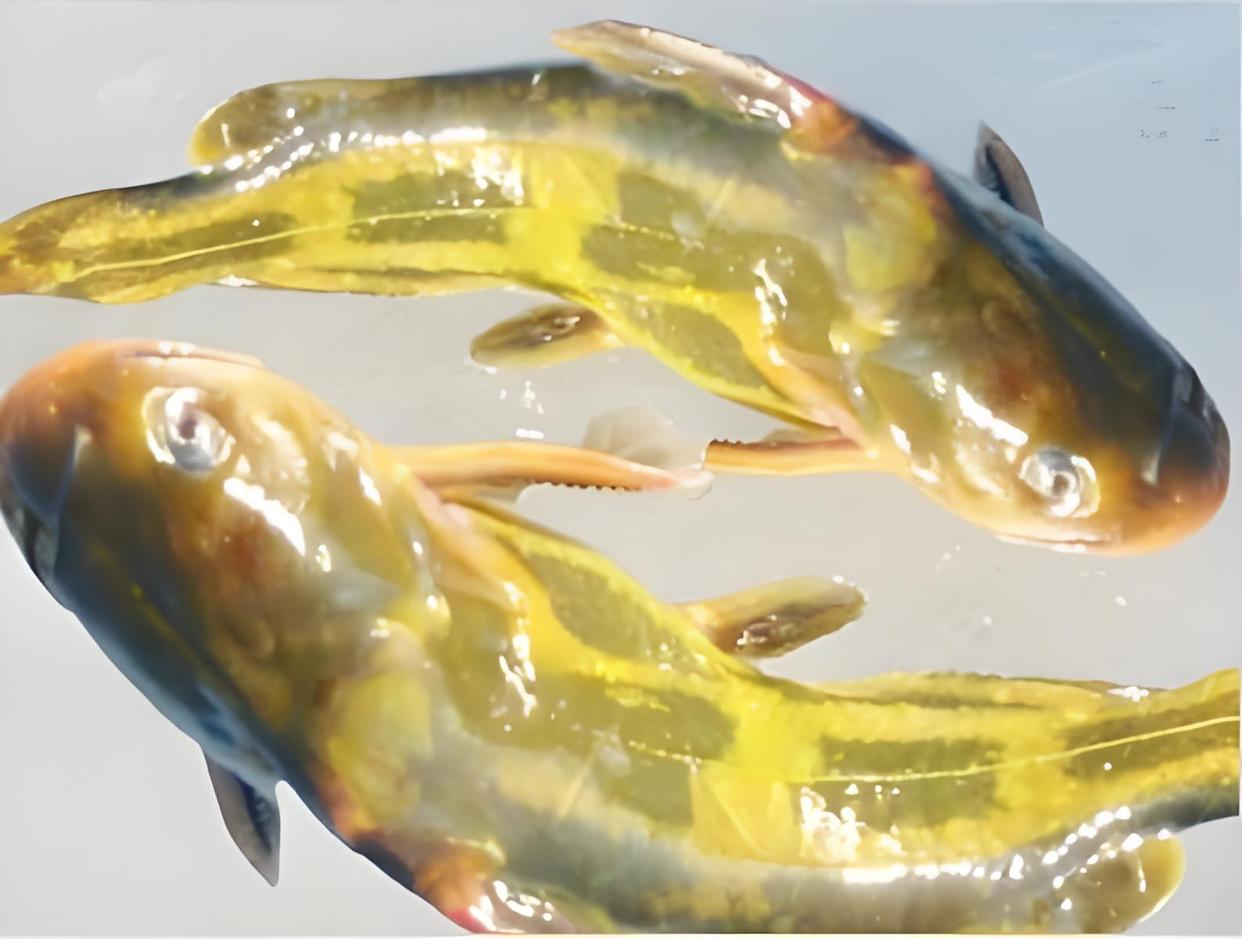 春天钓黄姑鱼技巧(春天钓黄姑鱼技巧图解)