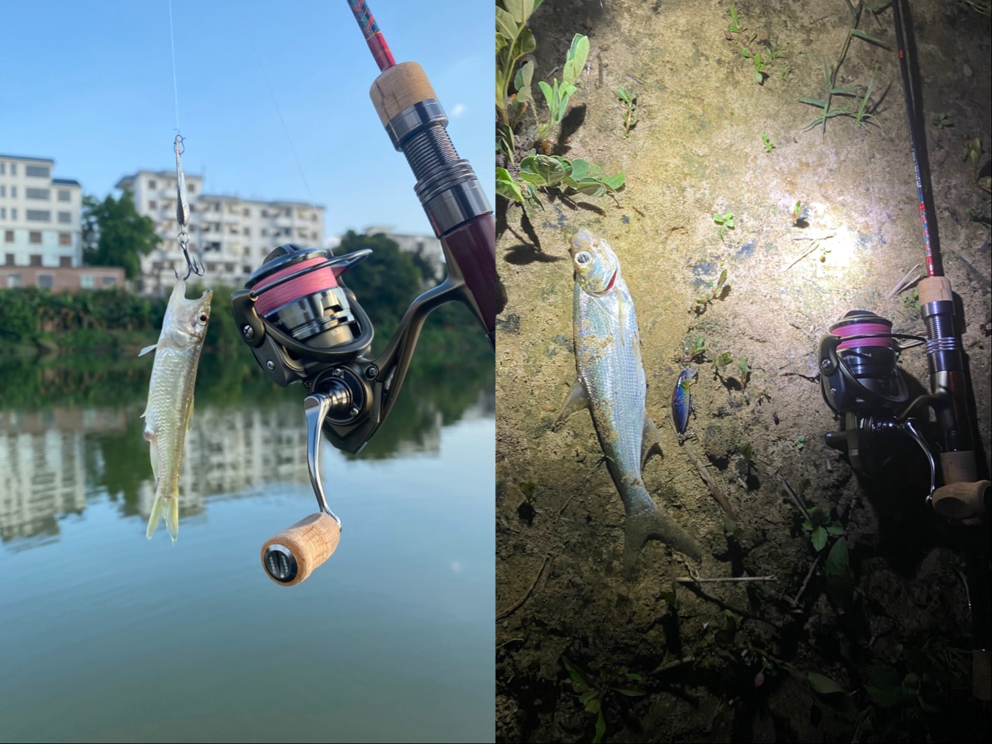 路马湖路亚(骆马湖玉米钓翘嘴) 路马湖路亚(骆马湖玉米钓翘嘴)