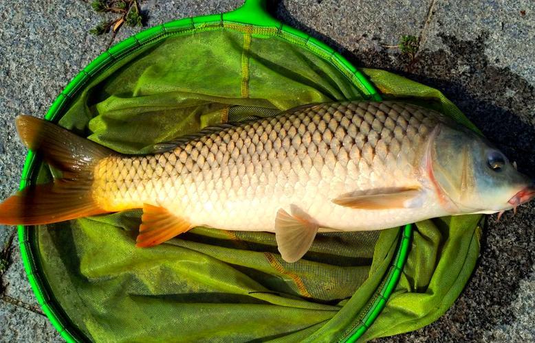 玉米面钓鲤鱼饵料配方(玉米面钓鲤鱼饵料配方和配方) 玉米面钓鲤鱼饵料配方(玉米面钓鲤鱼饵料配方和配方)