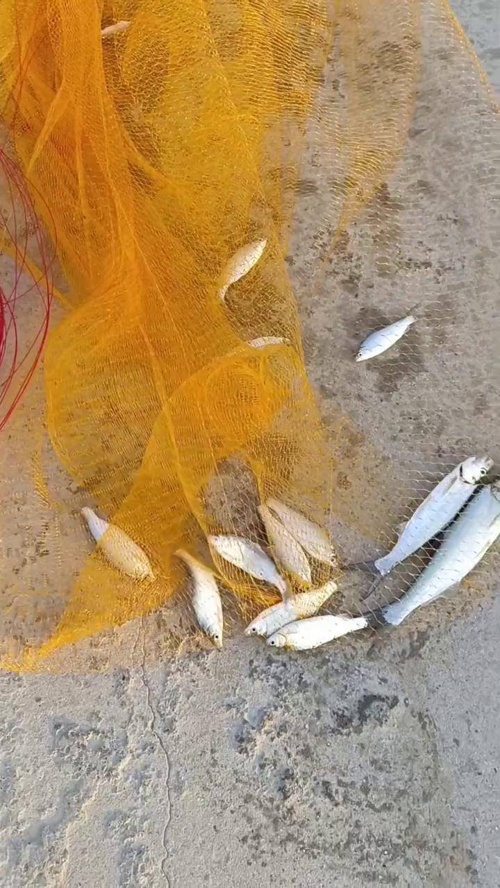 撒渔网技巧(渔网撒网教程) 撒渔网技巧(渔网撒网教程)