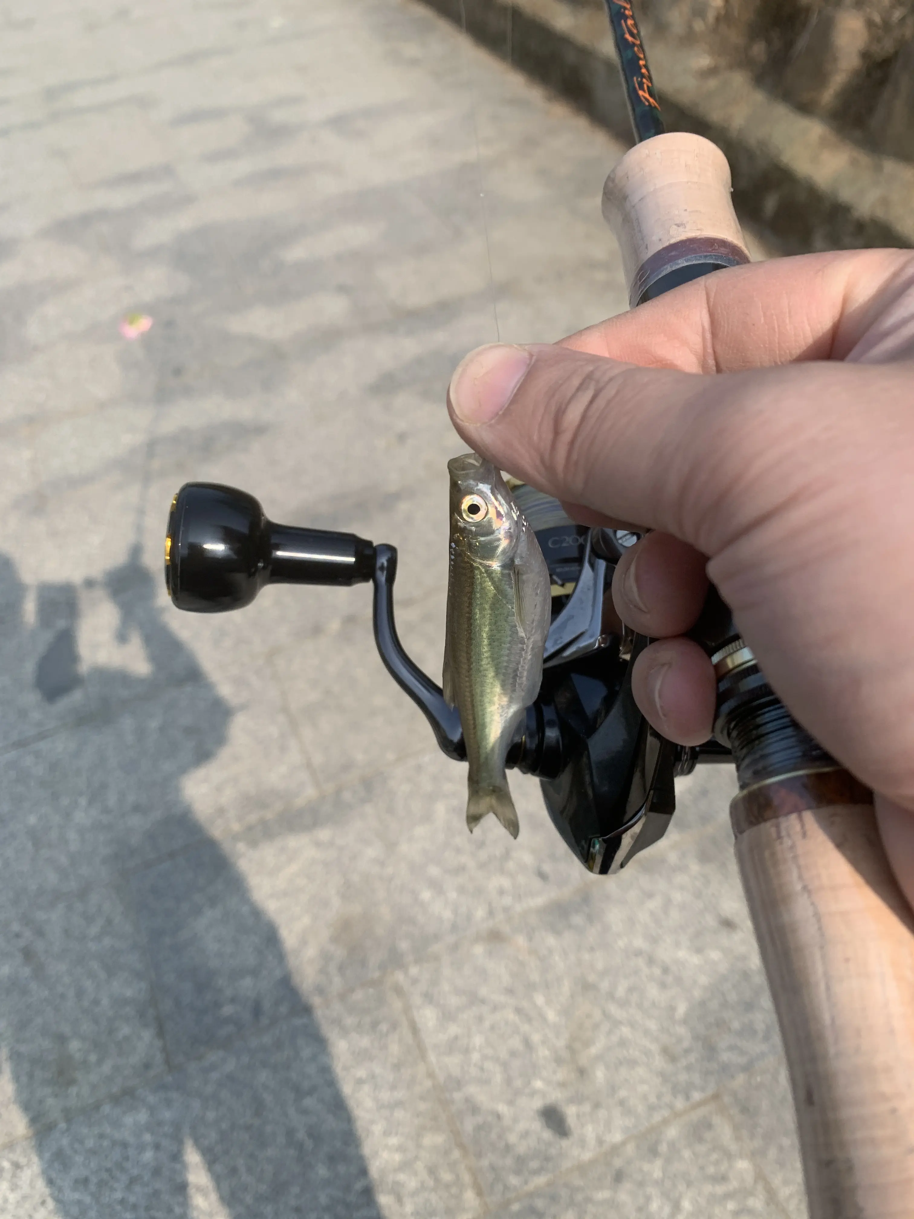 溪流路亚入门(溪流路亚怎么玩) 溪流路亚入门(溪流路亚怎么玩)