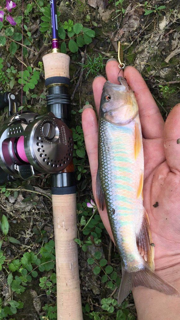 溪流路亚入门(溪流路亚怎么玩) 溪流路亚入门(溪流路亚怎么玩)