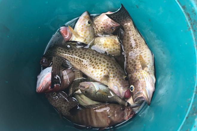 乳山冬季海钓(乳山海钓能钓到什么鱼) 乳山冬季海钓(乳山海钓能钓到什么鱼)