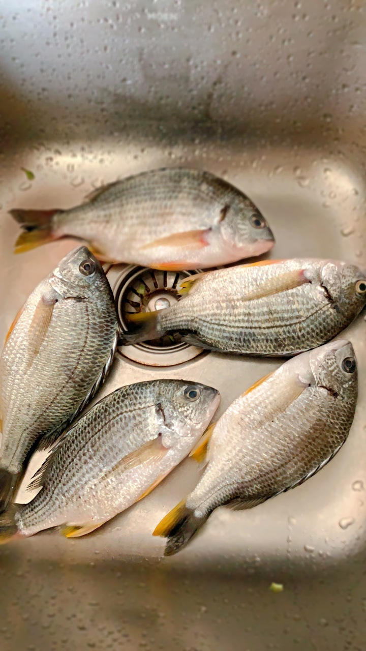 海钓油腊仔(油蜡仔鱼图片) 海钓油腊仔(油蜡仔鱼图片)