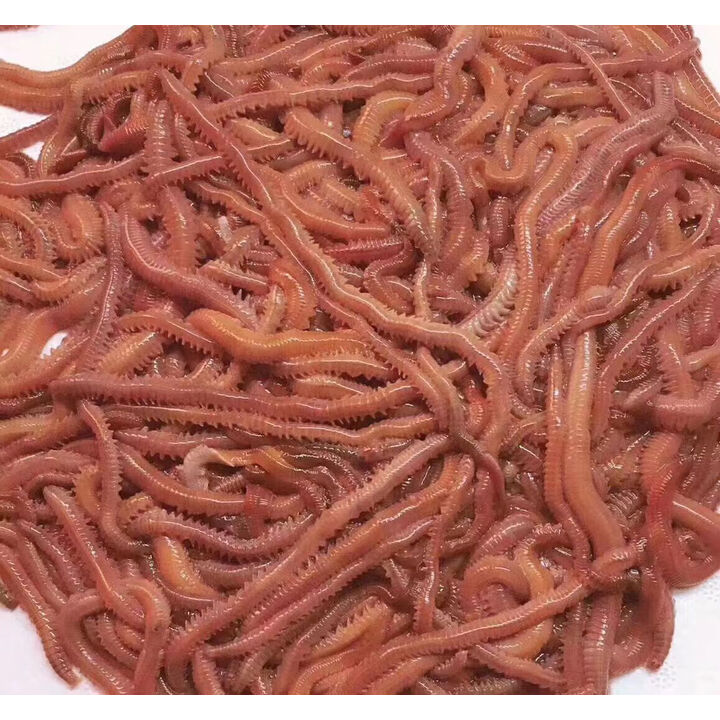 海钓鱼饵虫养殖(钓鱼的海虫如何养殖)