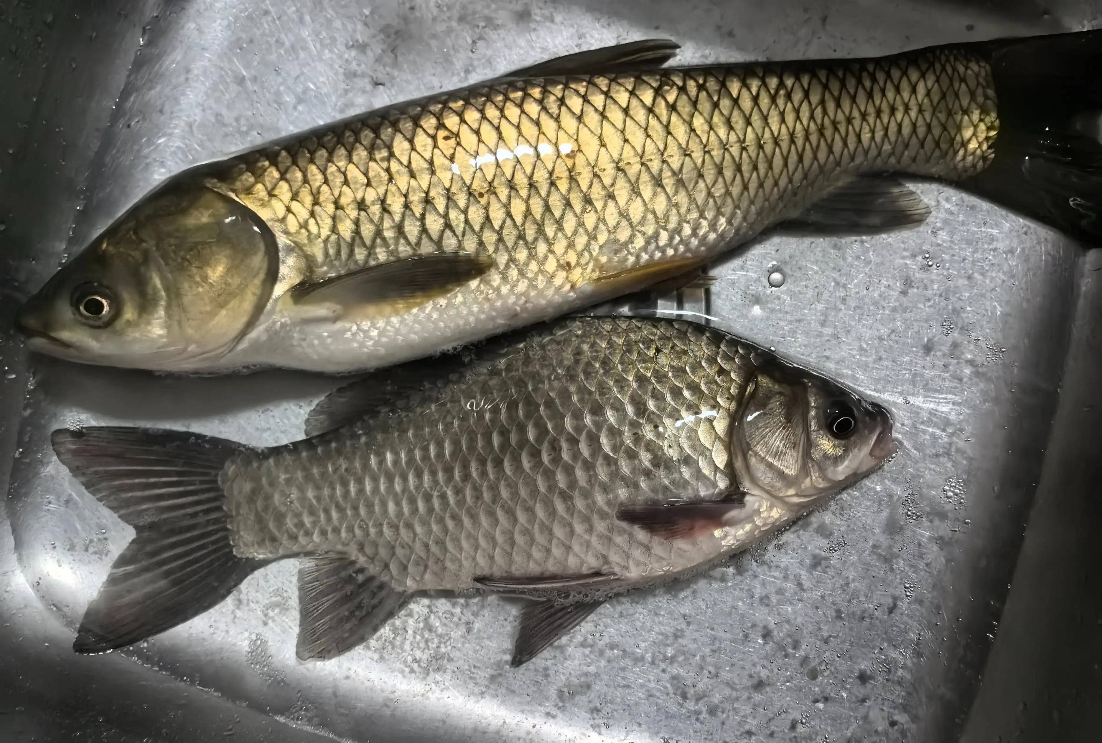 鱼吃各种饵料视频(鱼吃各种饵料视频大全) 鱼吃各种饵料视频(鱼吃各种饵料视频大全)