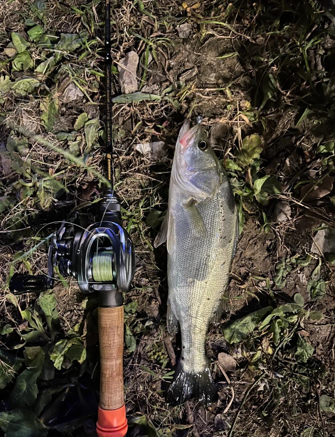阜宁腰闸路亚(哪里产路亚最好) 阜宁腰闸路亚(哪里产路亚最好)