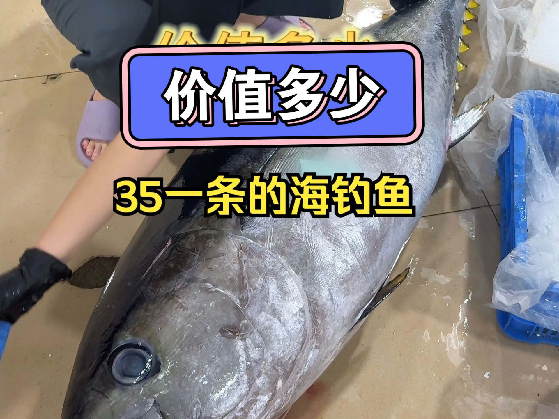 惠州出海钓金枪鱼(出海钓金枪鱼用哪款杆子好?) 惠州出海钓金枪鱼(出海钓金枪鱼用哪款杆子好?)