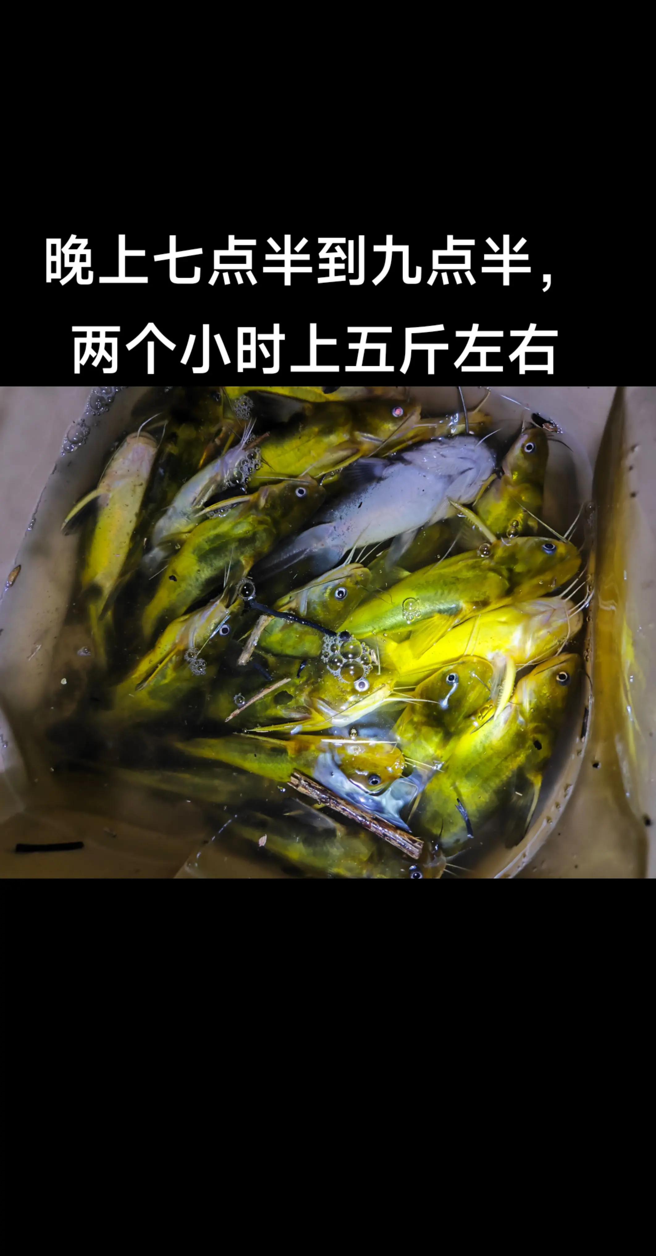 夏季夜晚野钓的技巧(夏季夜晚野钓的技巧有哪些) 夏季夜晚野钓的技巧(夏季夜晚野钓的技巧有哪些)