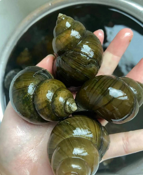 用田螺钓鱼技巧(用田螺钓鱼技巧视频)