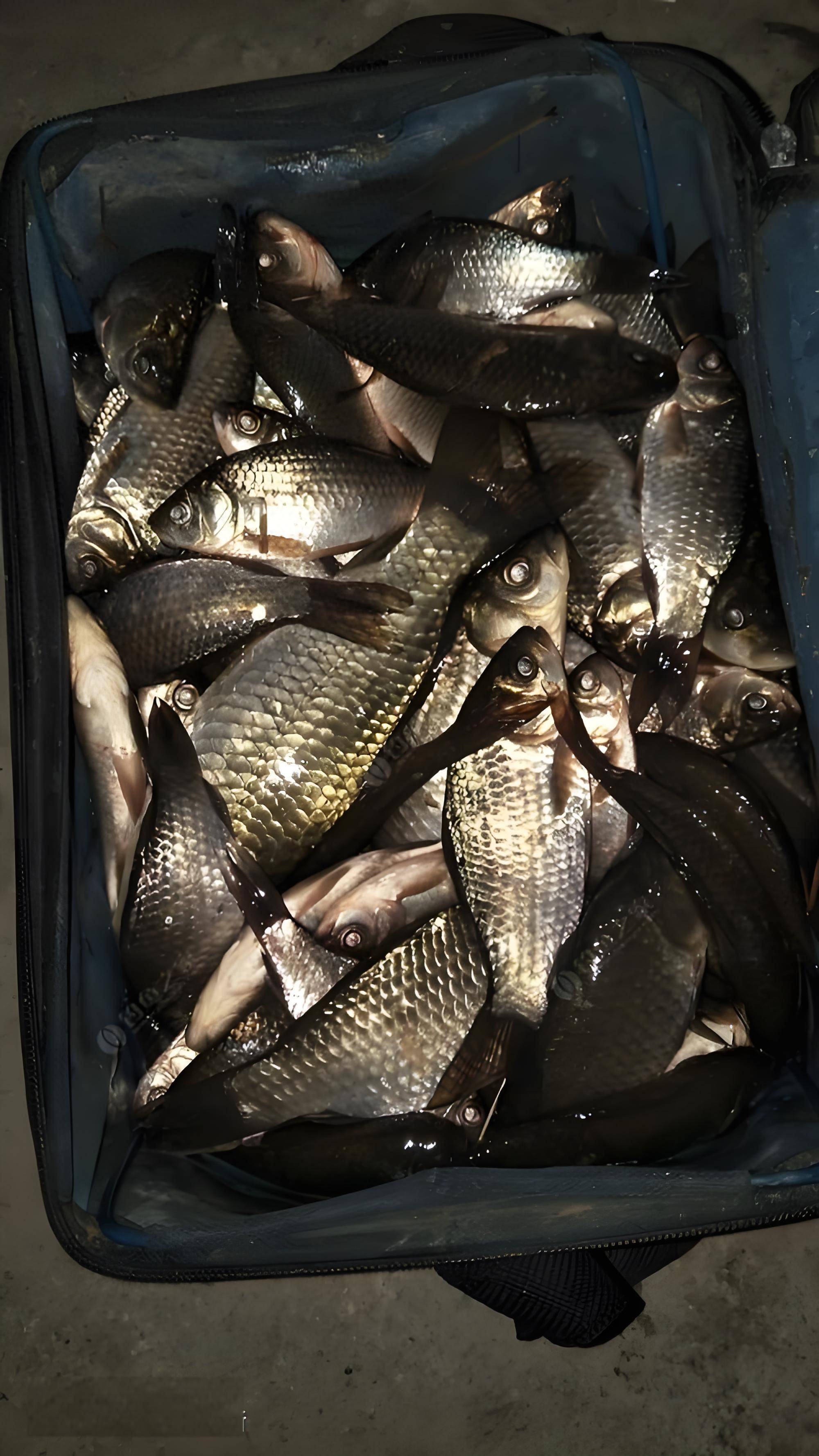 初春钓鲫鱼风向技巧(初春钓鲫鱼钓深还是浅) 初春钓鲫鱼风向技巧(初春钓鲫鱼钓深还是浅)