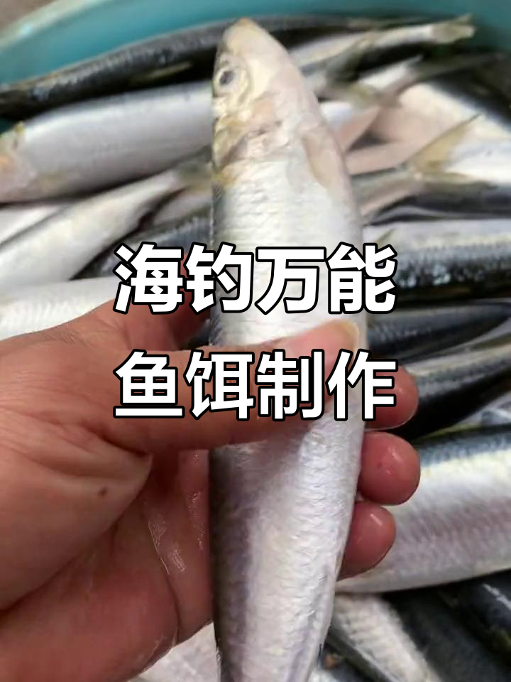 海钓沙丁鱼如何挂钩(海钓沙丁鱼如何挂钩视频)