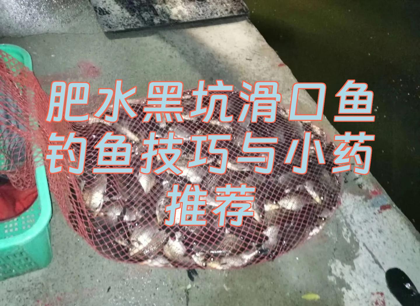 滑口鱼技巧(滑口鱼适合什么钓法)