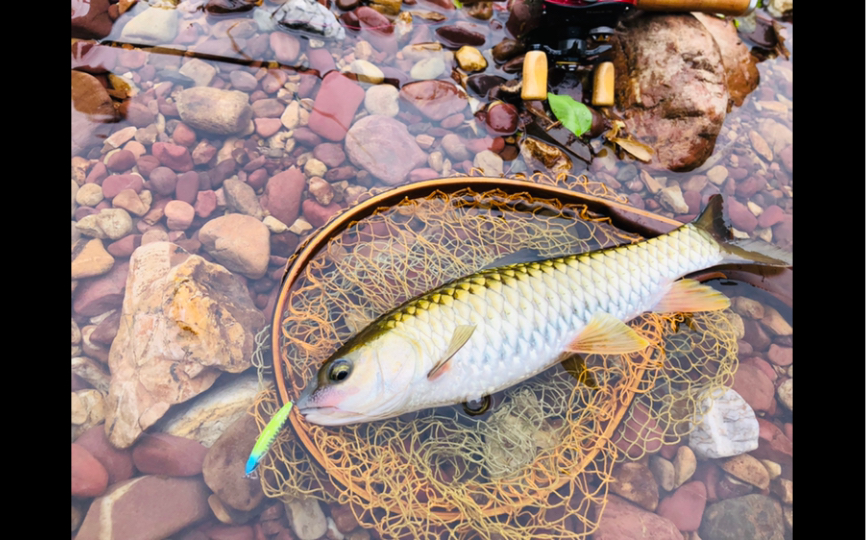 台湾溪流鱼类路亚(台湾溪流钓教学视频)