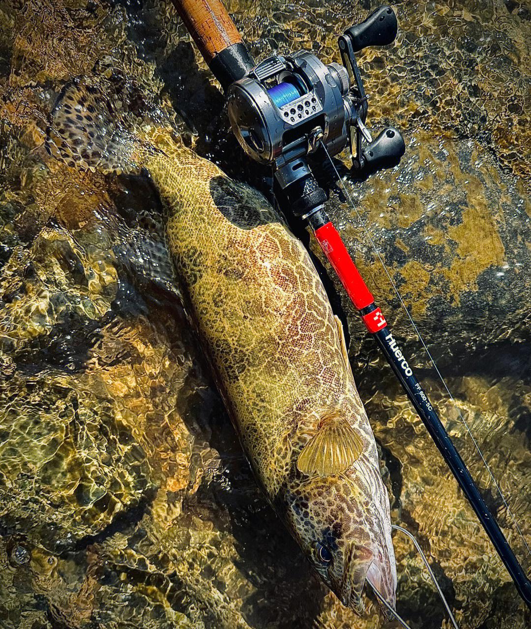 路亚抽图(路亚竿抽竿技巧视频)