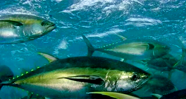 海钓兄弟金枪鱼群(海钓金枪鱼比赛wicked tuna中文)