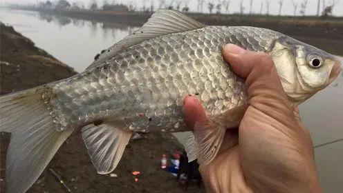 大寒野钓技巧(一切都像刚睡醒的样子欣欣然张开了眼作用)