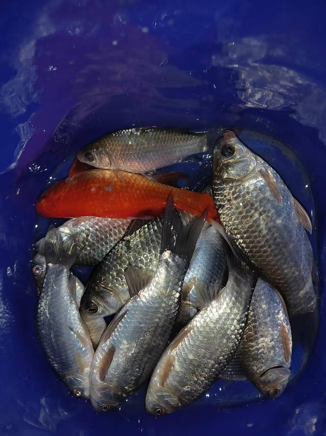 初夏水库夜钓技巧(夏季水库夜钓钓深水还是浅水好)