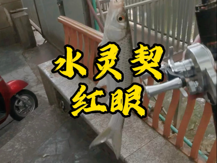 红眼路亚标点(红眼路亚是浮还是底) 红眼路亚标点(红眼路亚是浮还是底)