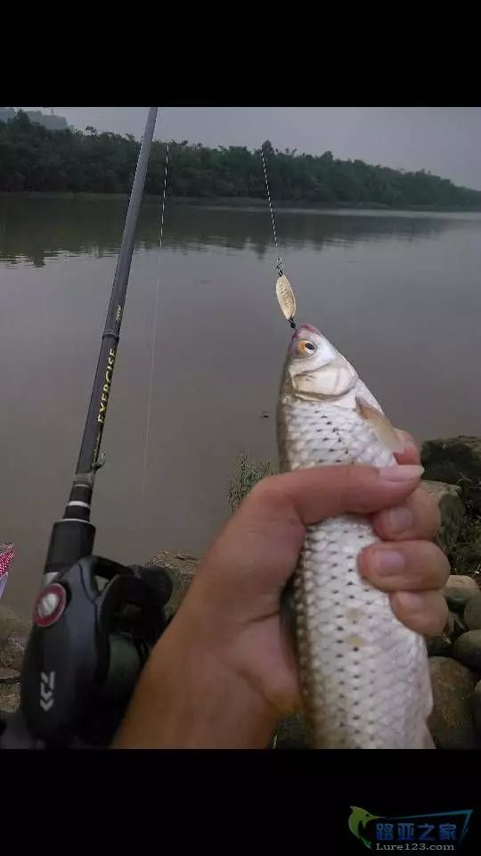 红眼路亚标点(红眼路亚是浮还是底) 红眼路亚标点(红眼路亚是浮还是底)