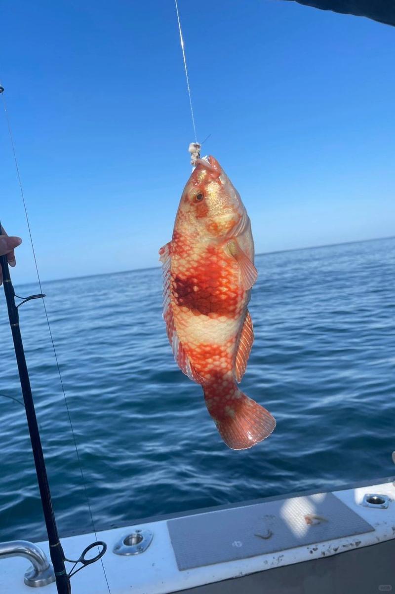 舟山海钓什么时候(舟山2019海钓视频) 舟山海钓什么时候(舟山2019海钓视频)