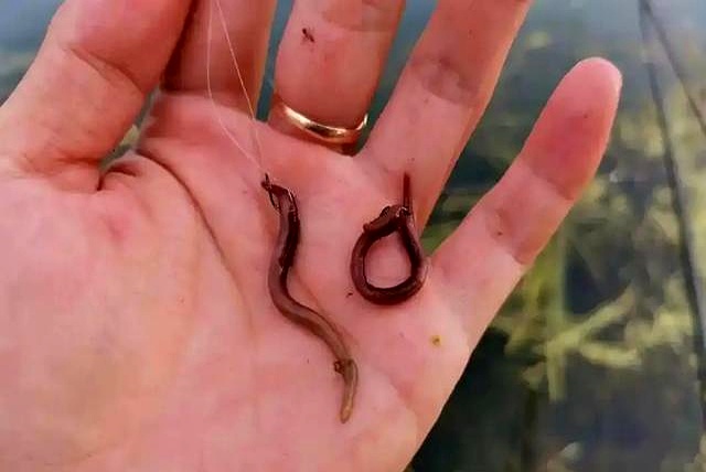 挂蚯蚓野钓鲫鱼技巧(挂蚯蚓野钓鲫鱼技巧图解) 挂蚯蚓野钓鲫鱼技巧(挂蚯蚓野钓鲫鱼技巧图解)