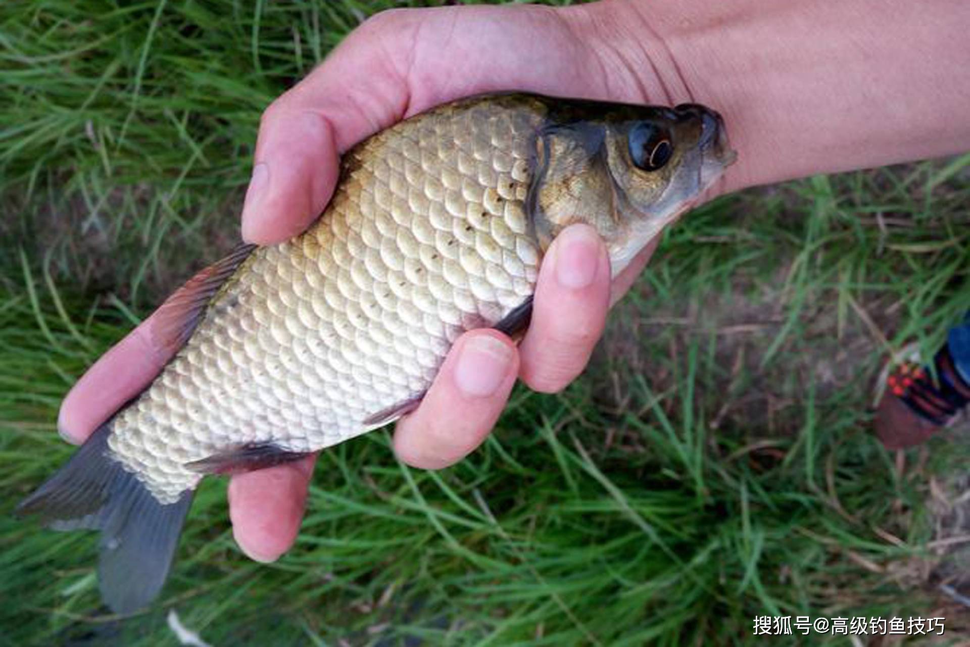 四海钓鱼野钓鲫鱼视频(四海钓鱼野钓鲫鱼视频大全) 四海钓鱼野钓鲫鱼视频(四海钓鱼野钓鲫鱼视频大全)