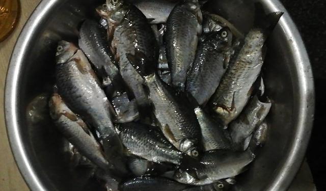 秋天夜钓鲫鱼技巧(秋天夜钓鲫鱼技巧图解) 秋天夜钓鲫鱼技巧(秋天夜钓鲫鱼技巧图解)