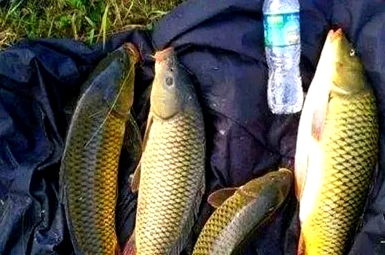 饵料鱼塘(鱼塘用什么饵料上鱼快)