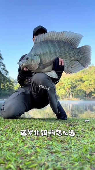 野钓罗非鱼用什么饵料钓比较好(野钓罗非鱼用什么饵料钓比较好呢)