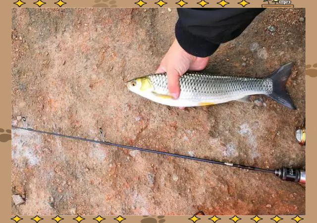 路亚赤眼鳟(路亚赤眼鳟视频教学)