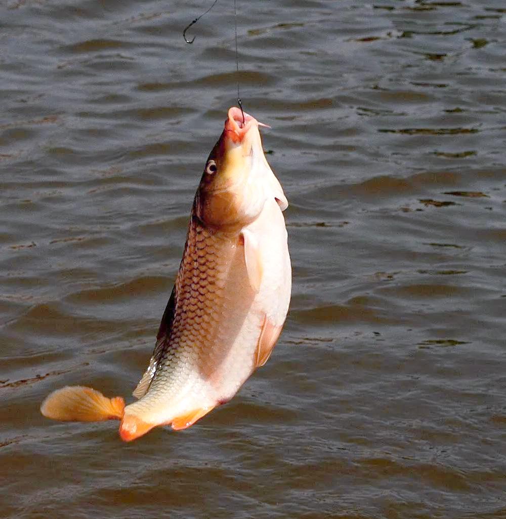 深秋季钓鲤鱼技巧(深秋季节怎么钓鲤鱼) 深秋季钓鲤鱼技巧(深秋季节怎么钓鲤鱼)