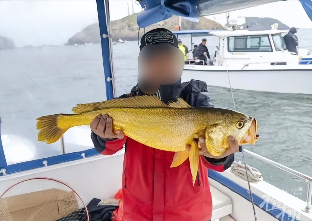 东海钓黄鱼用什么饵(东海钓黄鱼用什么饵料最好) 东海钓黄鱼用什么饵(东海钓黄鱼用什么饵料最好)