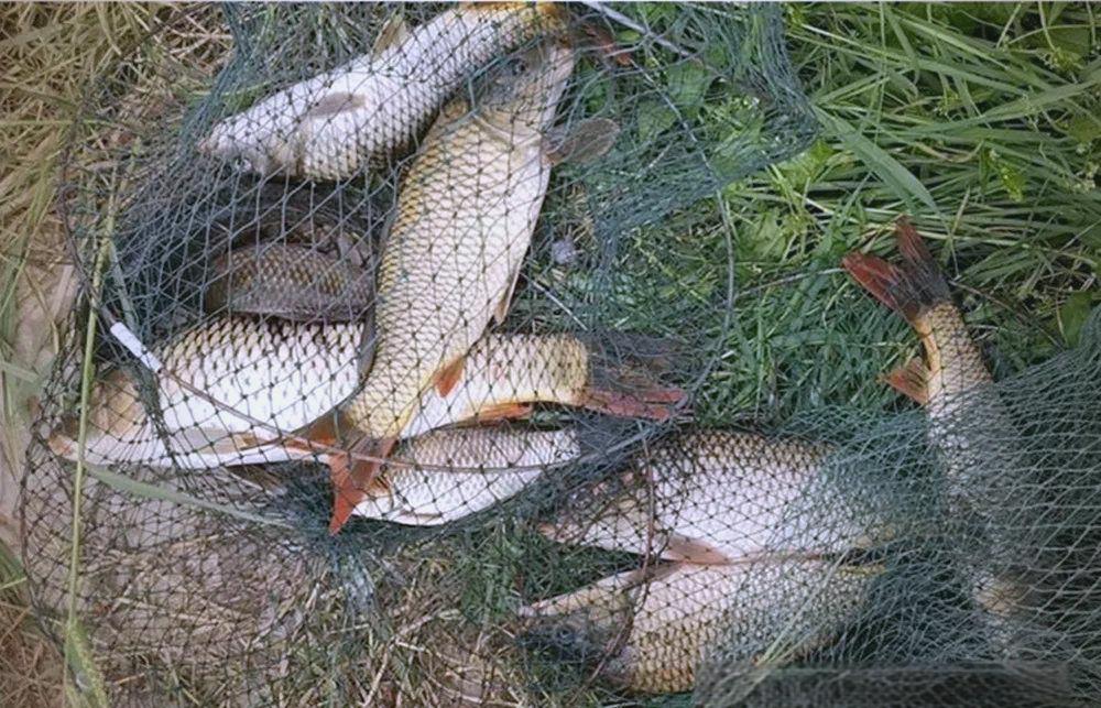 春季河里钓鲤鱼技巧(春天河里钓鲤鱼要钓深水还是浅水) 春季河里钓鲤鱼技巧(春天河里钓鲤鱼要钓深水还是浅水)
