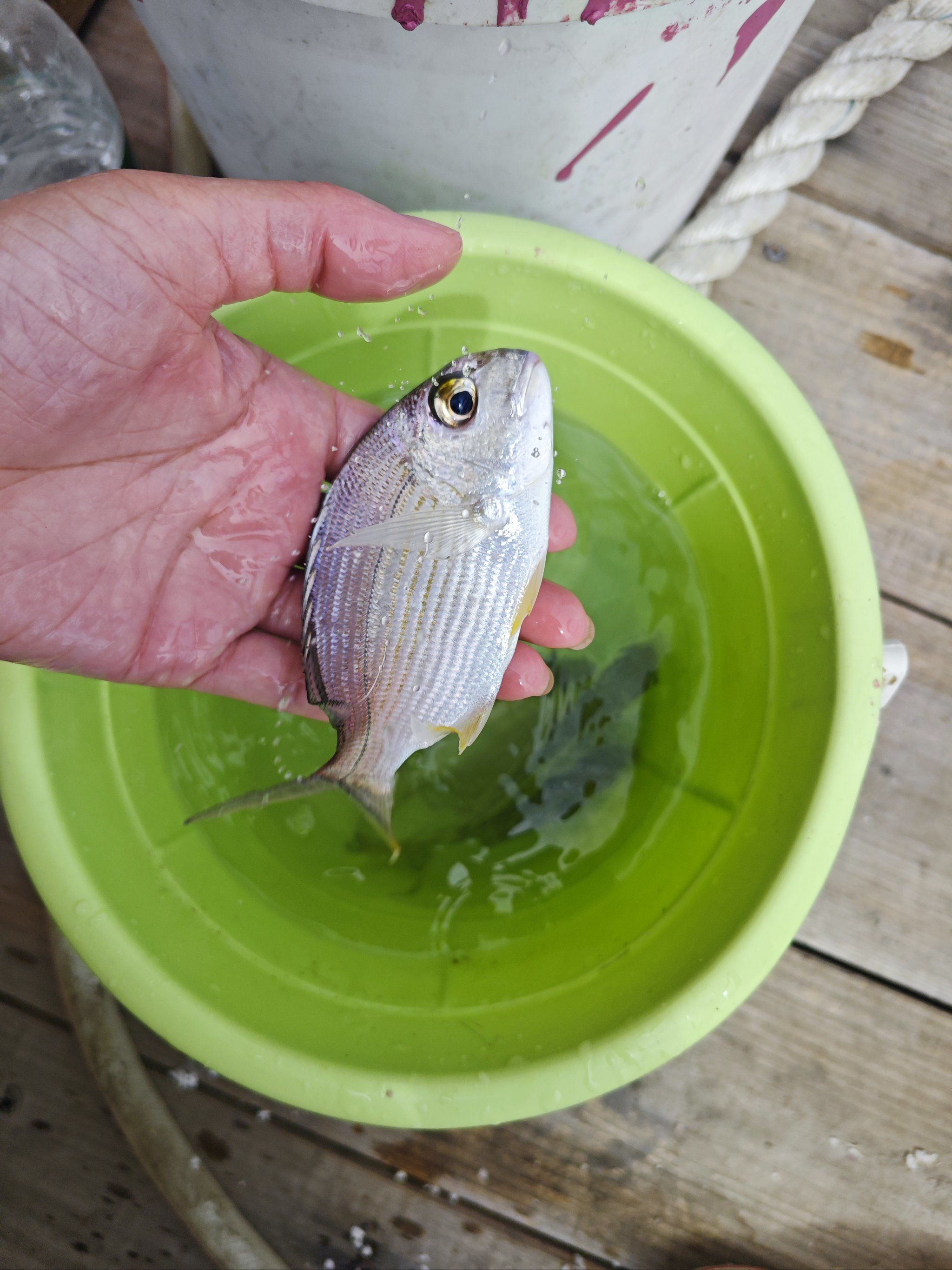 海钓鱼回收(海钓鱼怎么卖)