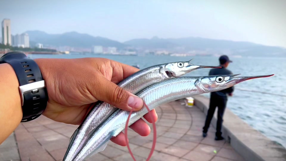 海钓针鱼(海钓针鱼用什么鱼钩)