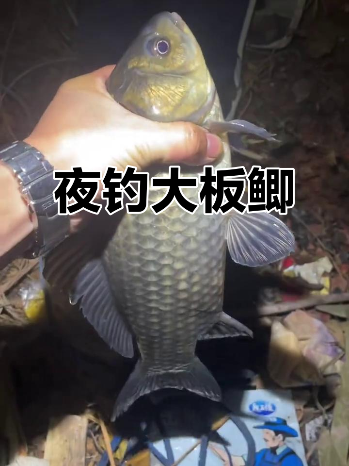 夜晚台钓饵料(夜钓饵料最佳搭配)