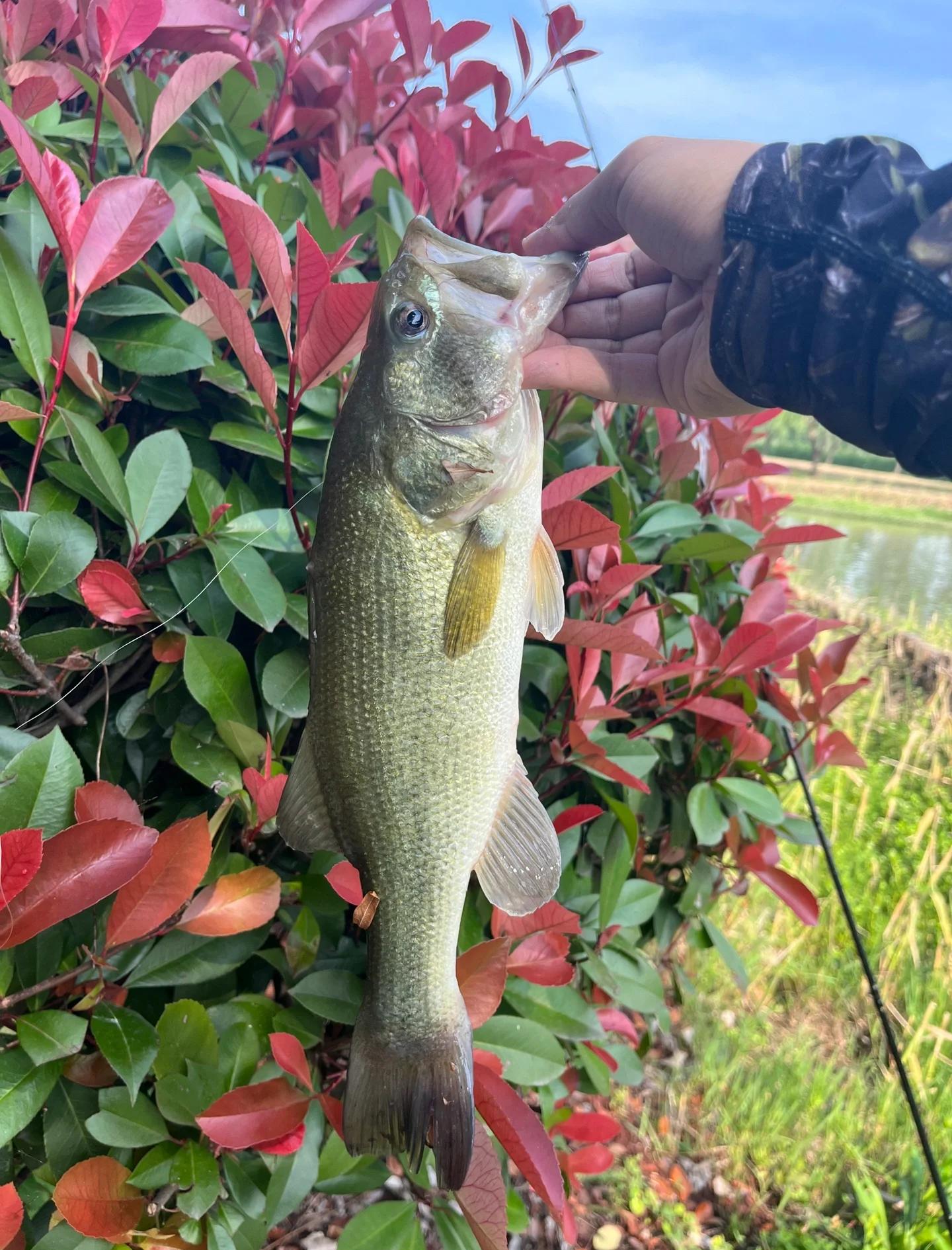 大潮钓鲈鱼技巧(大潮钓鲈鱼技巧和方法) 大潮钓鲈鱼技巧(大潮钓鲈鱼技巧和方法)