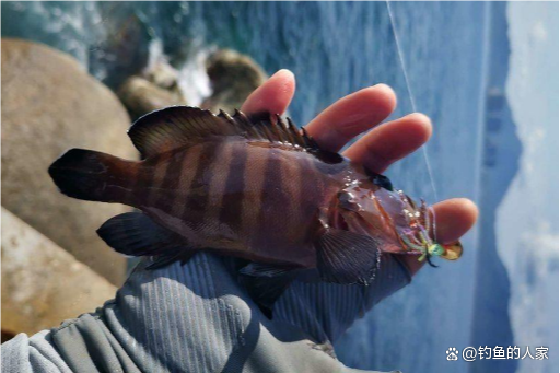 大连海钓石斑鱼(大连石斑鱼多少钱一斤)