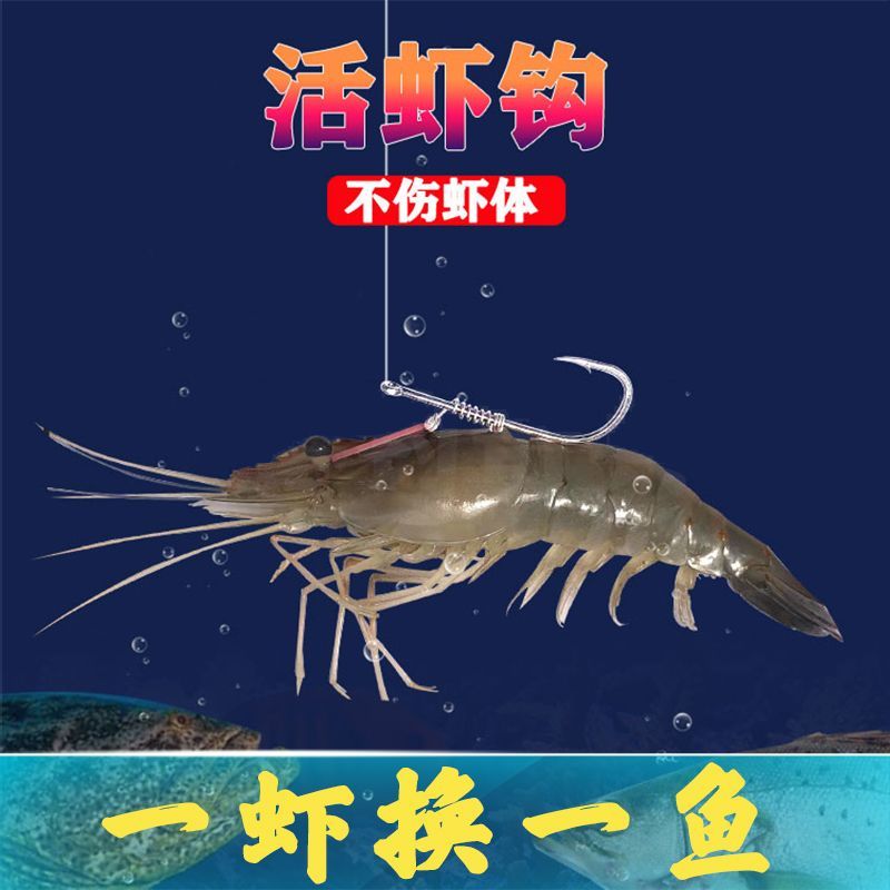 海钓挂活虾方式图片(海钓怎么挂活虾不容易脱钩)