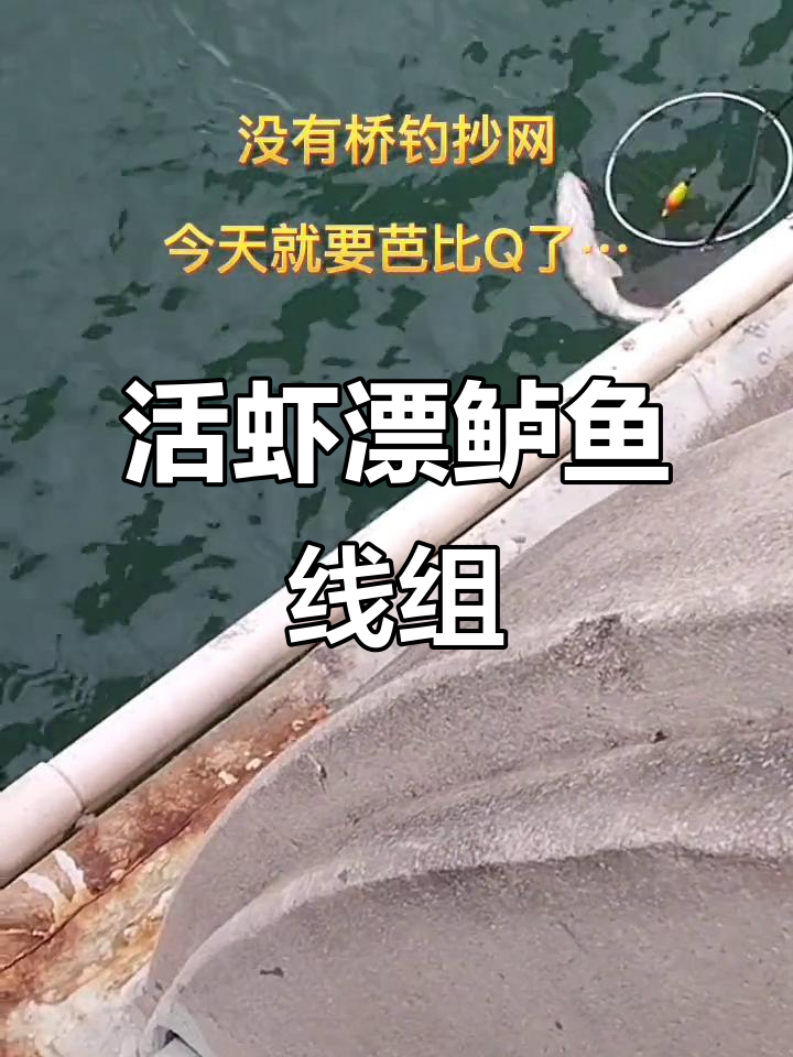 海钓挂活虾方式图片(海钓怎么挂活虾不容易脱钩)