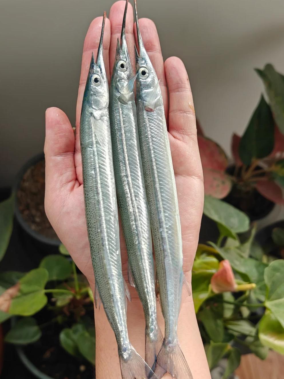 天津大港海钓(天津大港海钓地点) 天津大港海钓(天津大港海钓地点)