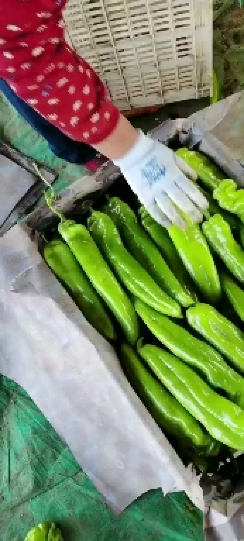 凌海钓鱼信息(凌海海边哪里可以钓鱼)