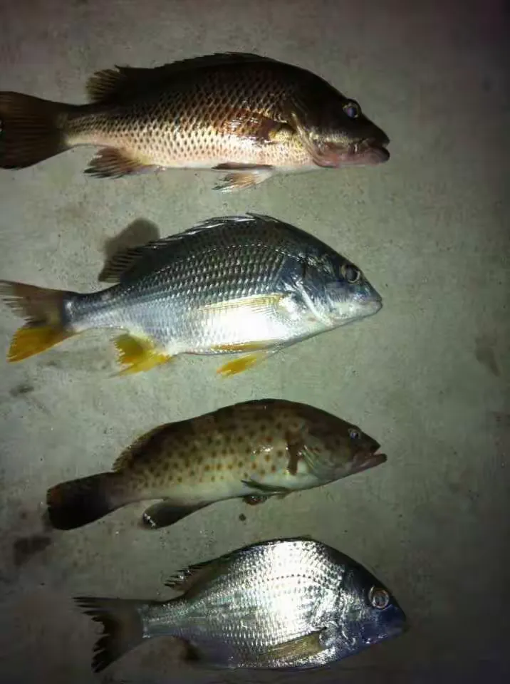 老申海钓(海钓老板鱼的技巧)